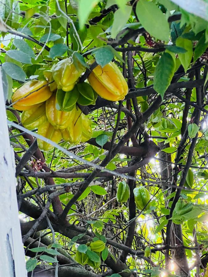 3Bdrm Fruit Tree Home Near Downtown Orlando Dış mekan fotoğraf