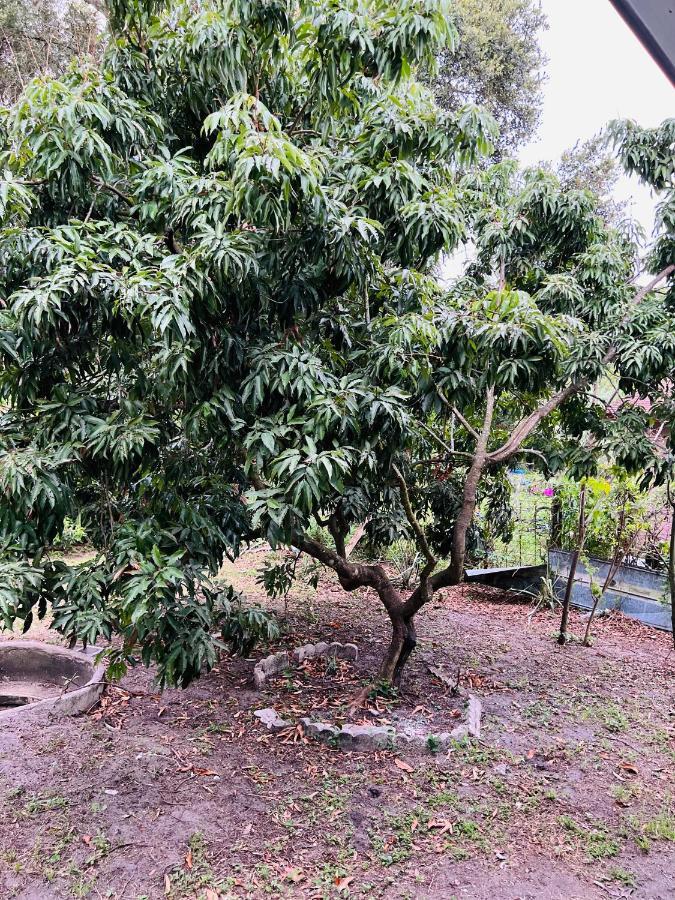 3Bdrm Fruit Tree Home Near Downtown Orlando Dış mekan fotoğraf